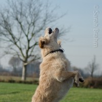 soo hoch kann ich springen
