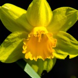 Blumen und bewegtes Wasser