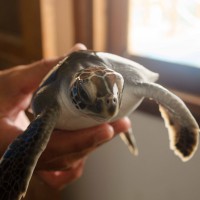Junge Schildkröten sind ja so süß
