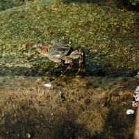 Große Krabbe