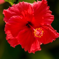 Wunderschöne Blume