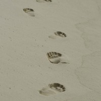 Noch mehr Spuren im Sand